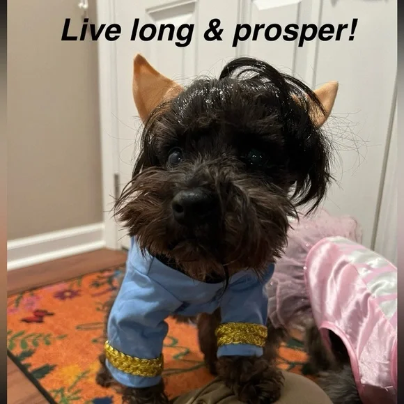 Rubie's Star Trek Dog Costume in Blue and Gold - Picture 1 of 3